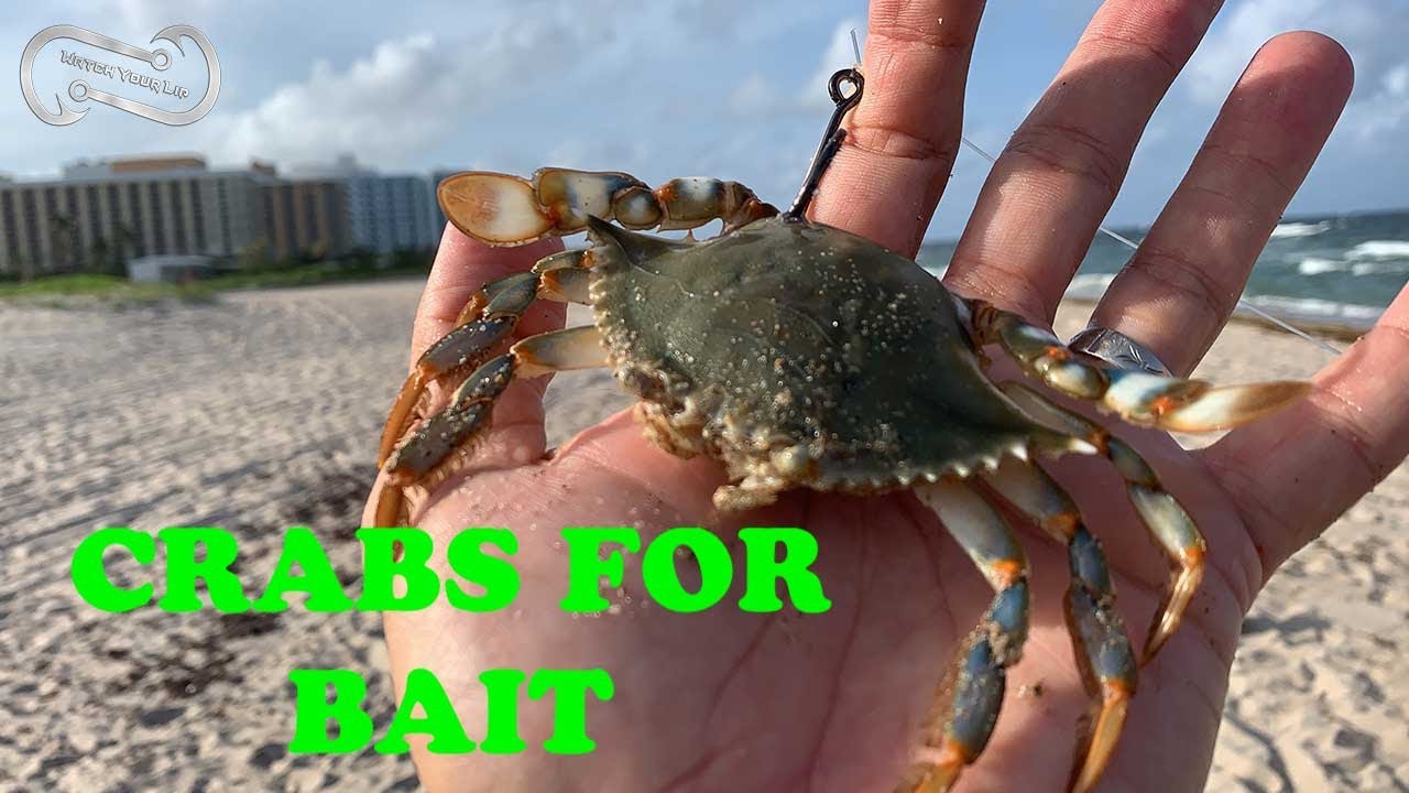 How to Catch Crabs with Children with Clothespin as Bait Holder