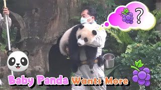 How to Get My Favorite Snack? Baby Panda Yuan Bao Shows You!