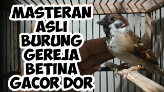 MASTERAN ASLI BURUNG GEREJA BETINA GACOR DOR