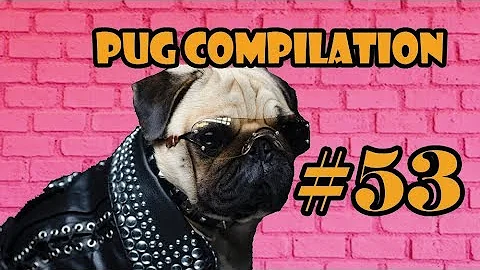 Pug Compilation 53 - Funny Dogs but only Pug Videos | Instapugs