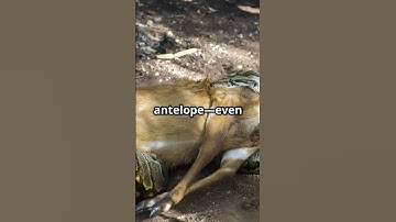 vulture vs python the truthbehind the showdown #beastsofthefuture #sundayshowdown #wildlifeshowdown