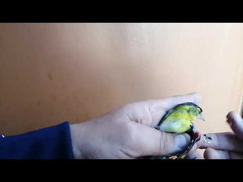 طائر الطرنجان حسون الشوك يأكل من يدي رغم جروحه باحد جناحيه