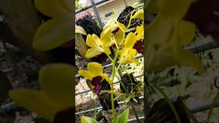 Dendrobium Yellow Jda #anggrek