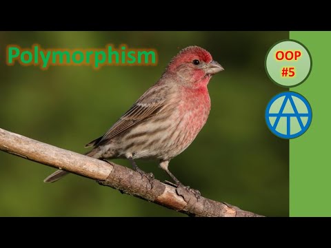 What is Polymorphism?