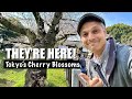 Tokyo’s Popular Cherry Blossom Spots Explained