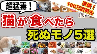 超猛毒猫が食べたら死ぬモノ選を獣医師が解説