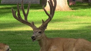 Mule Deer Antler Growth by BigHunterification 15,788 views 10 years ago 9 minutes, 56 seconds