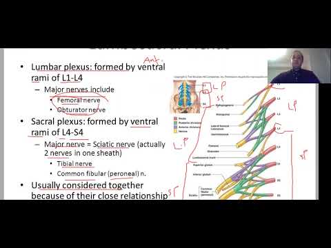 Orthopedic Review 6 Lumbo-sacral Plexus  Dr Fadi Qutishat 2020