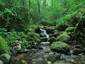 Sonidos de la naturaleza | En el bosque | Agua corriendo | Relajarse | Para meditar | Estudiar