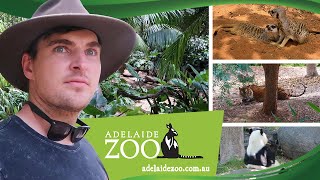 Exploring Adelaide Zoo  Australia's Second Oldest Zoo | Sightseeing South Australia