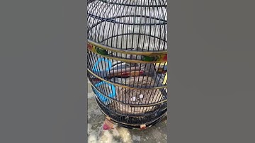 Perkutut bangkok bertelur dalam sangkar jemur || #aviary #burung #perkututbangkok #perkutut
