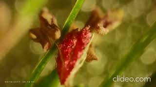 সরটরডয - Running Mountain Grass. Oplismenus Compositus. Family - Poaceae. .