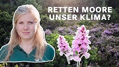 Moore für Wald und Klima | Wald erleben - die Web-Reportage der Bayerischen Staatsforsten