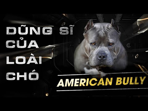 Video Chó American Bully liệu có nguy hiểm như bạn nghĩ ???... - youtube