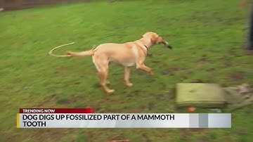 Washington dog digs up woolly mammoth