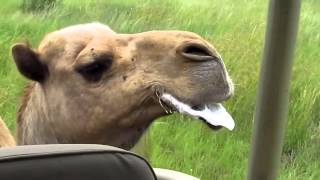 Spitting Camel chases jeep Viral UK
