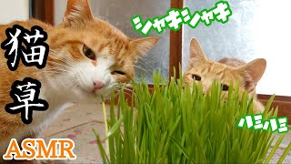 【ASMR】茶トラ兄弟による猫草🍀シャキハモ♪ by Lucky Time 2,991 views 3 years ago 4 minutes, 41 seconds