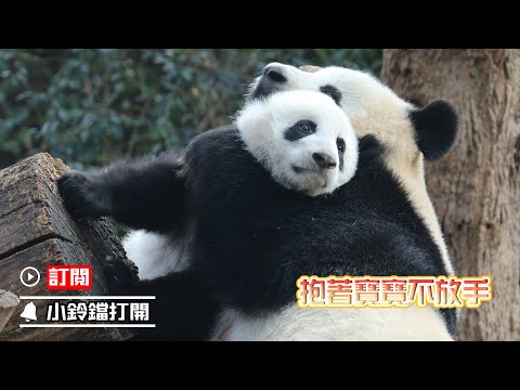 《熊貓早晚安》感受下熊貓媽媽“令熊窒息”的愛 | iPanda熊貓頻道