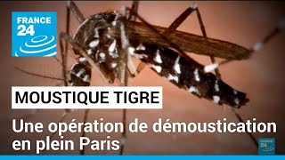 Moustique tigre : une opération de démoustication en plein coeur de Paris • FRANCE 24