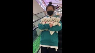 #CutePet #CutePets #Pets #Puppies