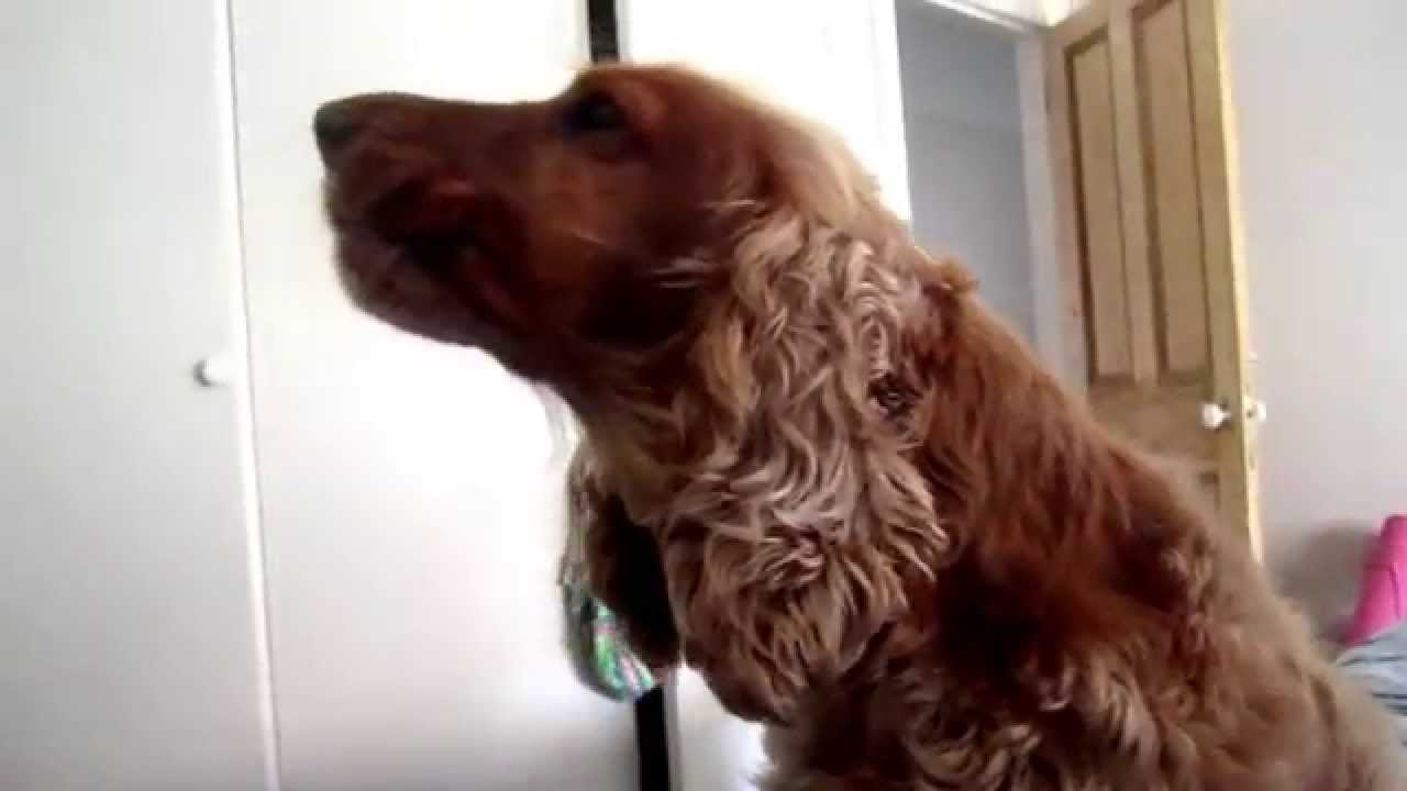 Cocker Spaniel Howl