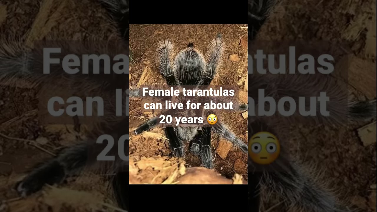 Lifespan of a CHT (Curly Hair Tarantula) YouTube