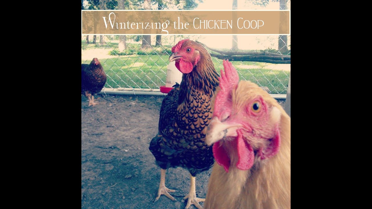 How We Winterize the Chicken Coop - YouTube