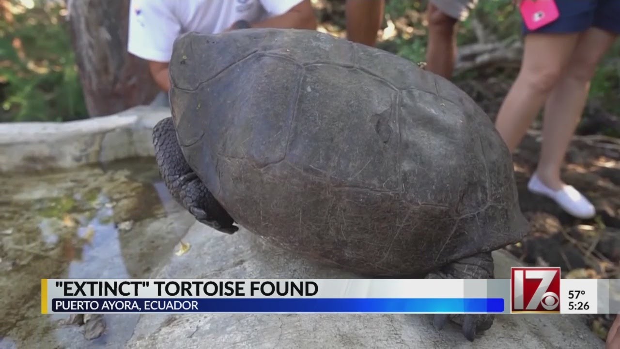 Tortoise feared extinct found on remote Galapagos island