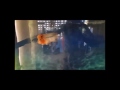 Middle of video