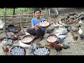 Selling bird eggs and wild chicken eggs robert  green forest life