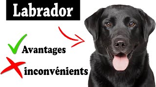 Le Labrador Retriever Avantages et Inconvénients | Labrador Retriever Le mal Et Le Bien De La Race
