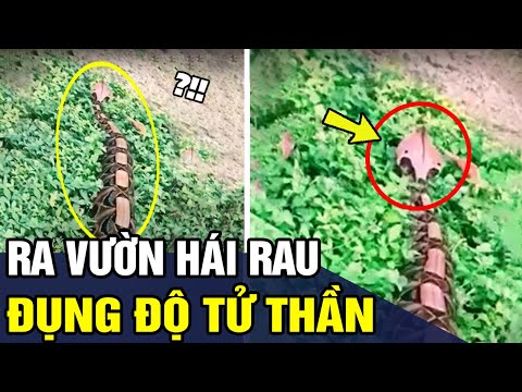 Video Người Phụ Nữ LẠNH TÁI MẶT Khi Đụng Độ Tử Thần Trong... - youtube