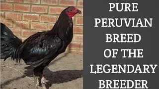 PURE PERUVIAN BREED OF JESUS QUIROZ