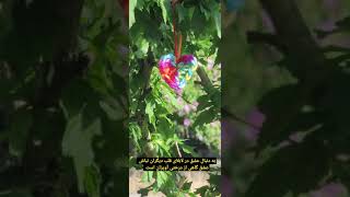 کسی که ارزش تو رو می‌دونه ، به هر دلیل و منطق و زبونی بهت میگه دوستت داره.