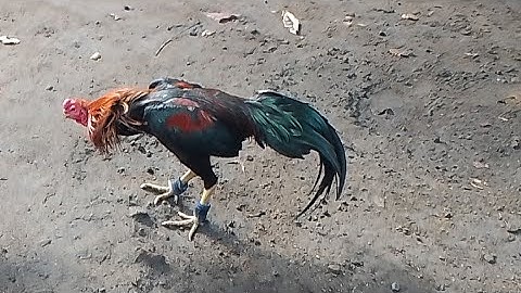 shamo chicken market in special region of yogyakarta indonesia | qaib phab mab & qaib thaib market