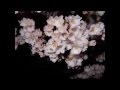 高遠の桜(日本の桜三大名所のひとつです)
