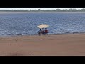 Familia de carpinchos en El Palmar de Colón - Entre Rios ...