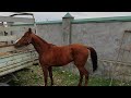 Чечня рынок Лошадей Курчалой.10.04.21г
Chechnya horse market