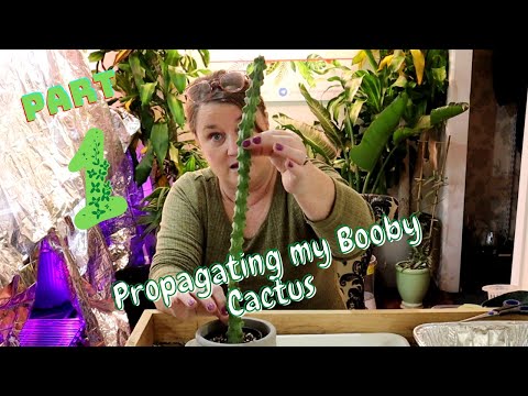 Propagating my Booby Cactus Part 1