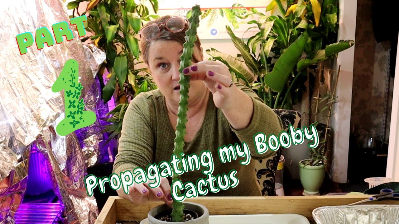 Boobie Cactus: How to grow this striking plant indoors