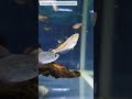 「シックなお魚【今日のアクアリウム㉙】#aquarium   #熱帯魚   #アクアリウム