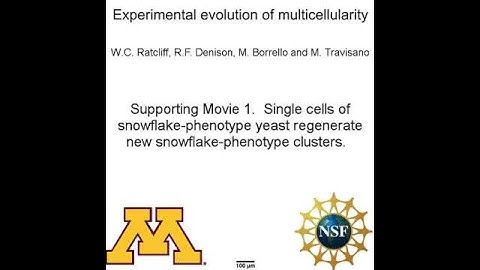 Experimental evolution of multicellularity (sm01)