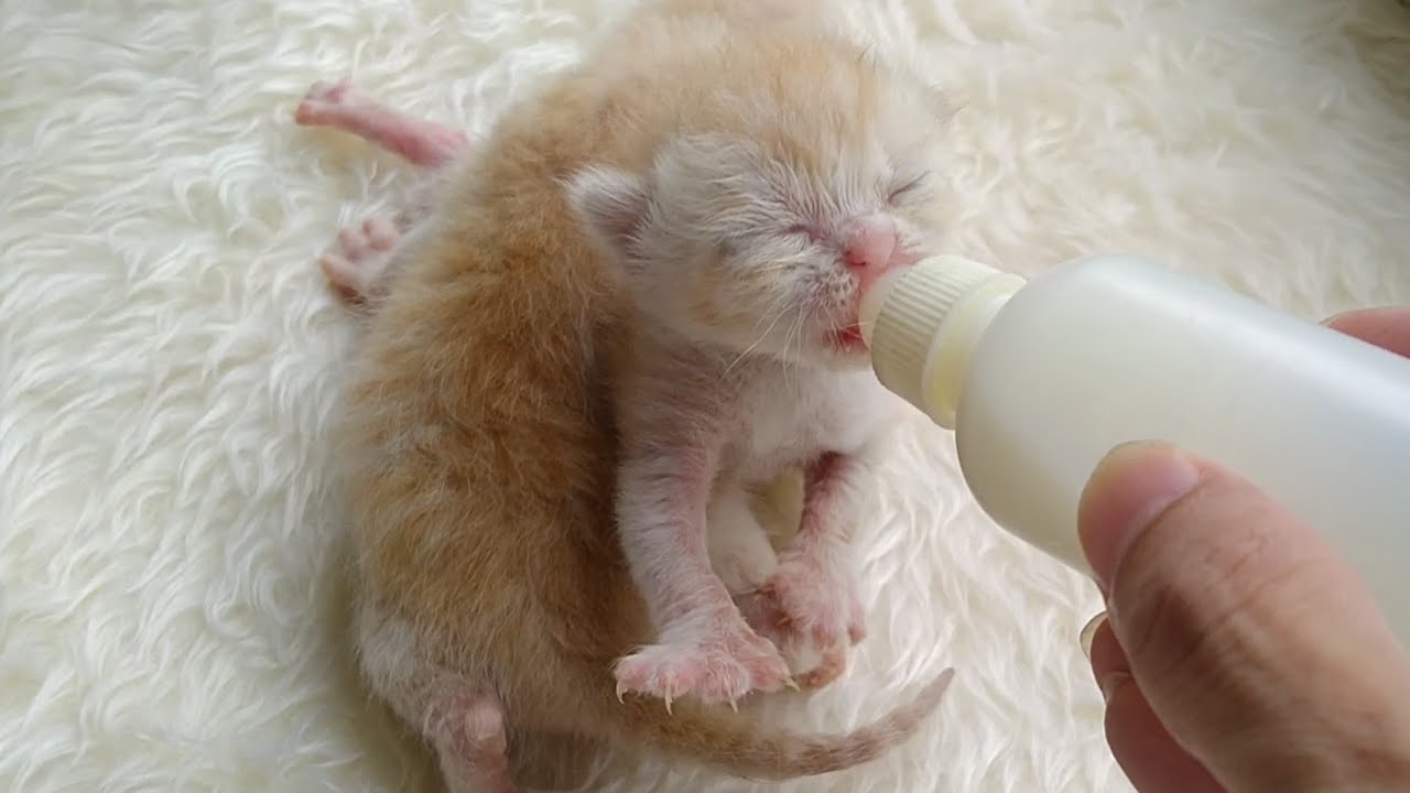 Rescue Kittens Are ALWAYS Hungry and LOUD! Cute Meowing Compilation
