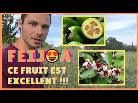 Vidéo: Feijoa Mystérieuse Et Persistante