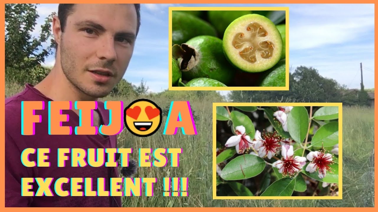 Comment cultiver le FEIJOA ? Pourquoi ce FRUITIER est PARFAIT 😀? Bouturage de FEIJOA. Haie fruitière