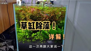 这是一个草缸除藻视频详解不花一分就可以把藻类清除干净