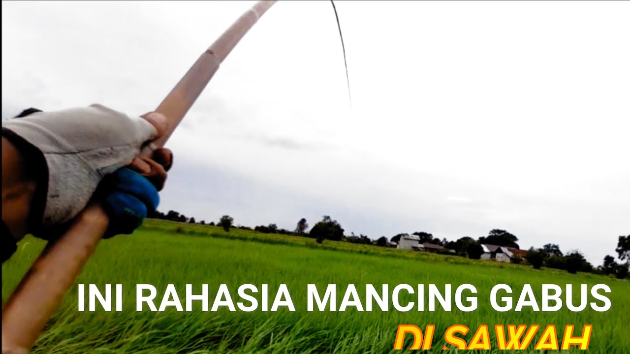 mancing gabus pakai katak disawah dengan teknik tradisional memair/dudul