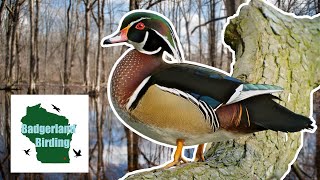 Finding America's Favorite Duck: The Wood Duck