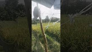 Download Lagu StayCun... MP3