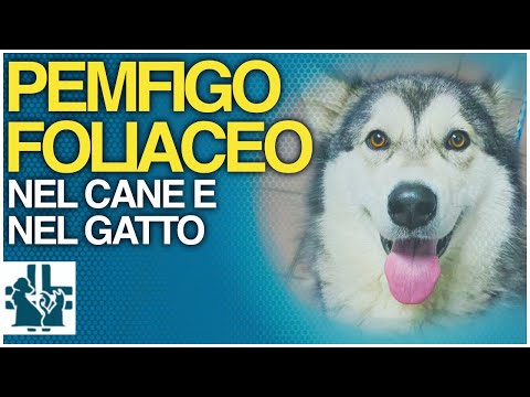 Video: Bullous Pemphigoid hos hunde